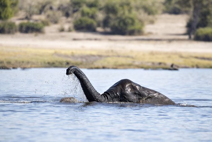 Humoorikad Fotod Kas Loch Nessi Koletis On Toepoolest Botswanasse Kolinud Loomariik Lemmik