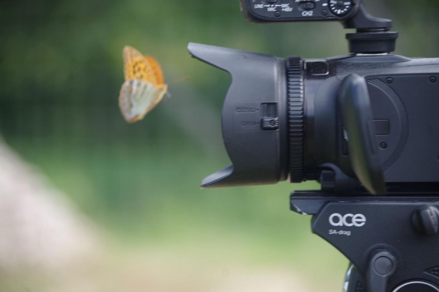 Kalad jagavad oma uusi oskusi video või fotograafia vallas.