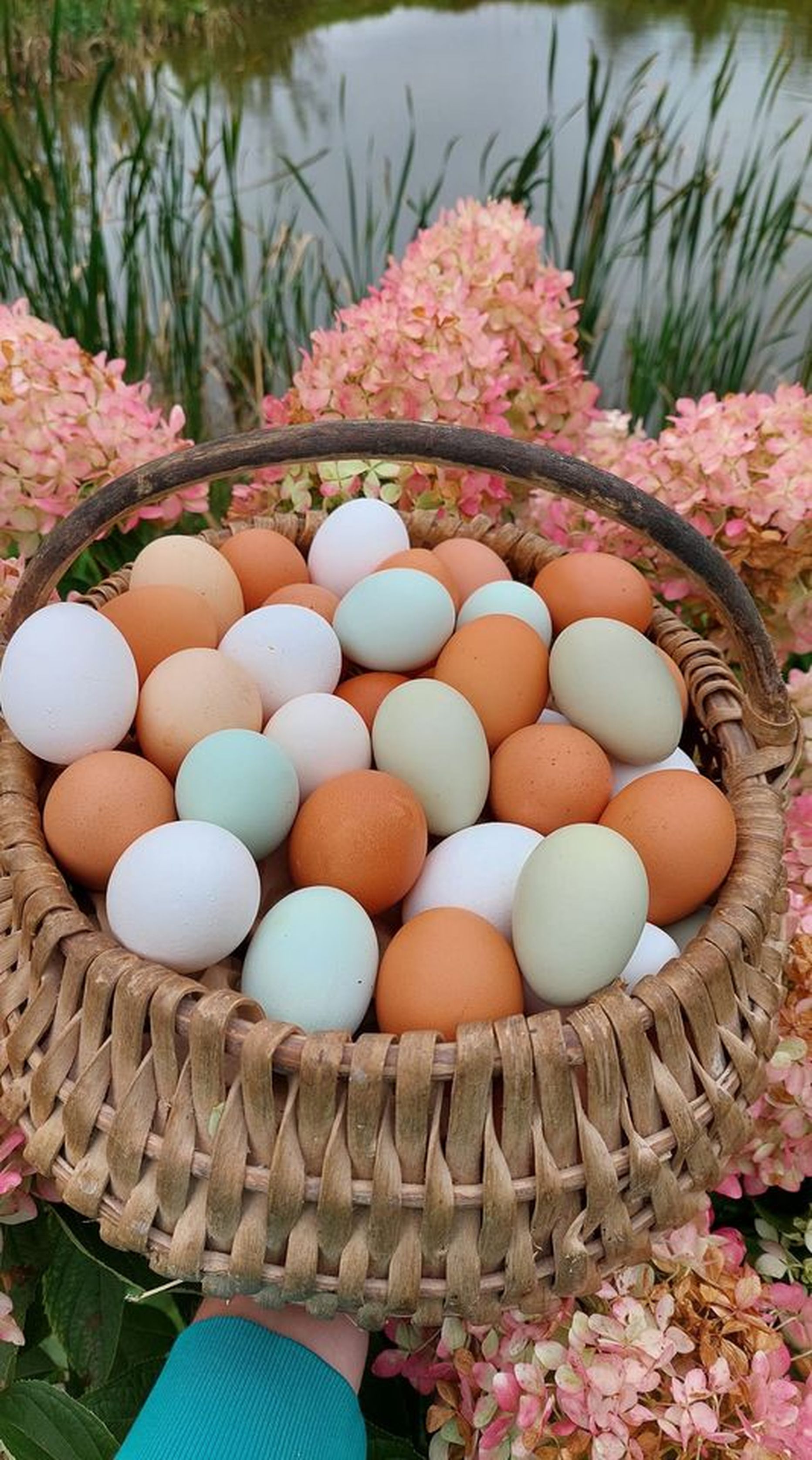 Куриные яйца с хутора в Вильяндимаа.
