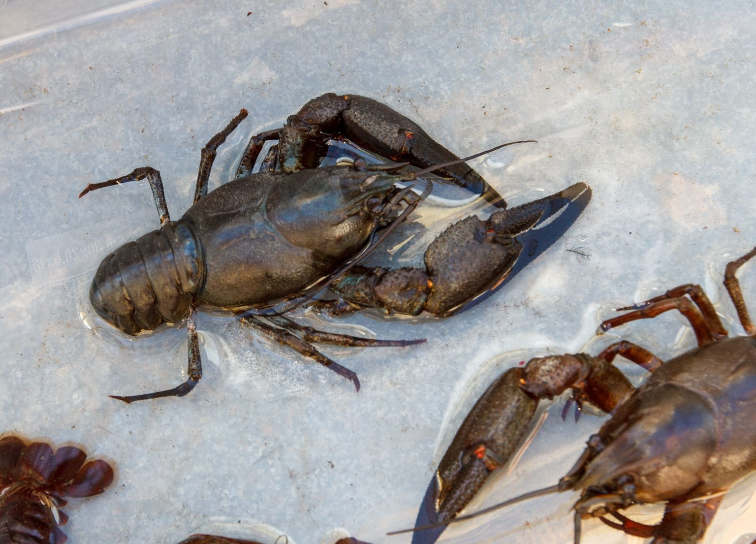 New Non native Species Of Crayfish Found