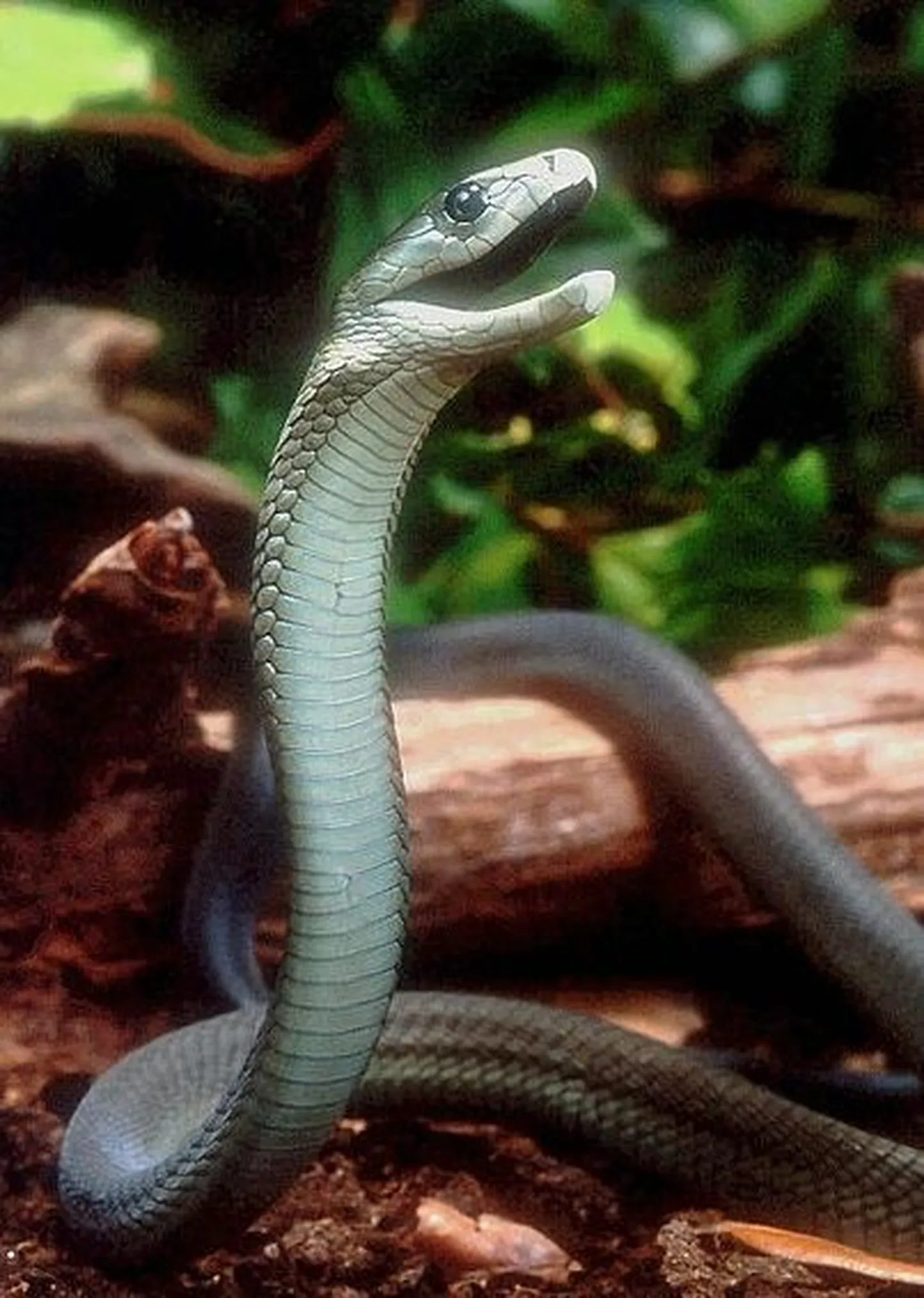 Must mamba