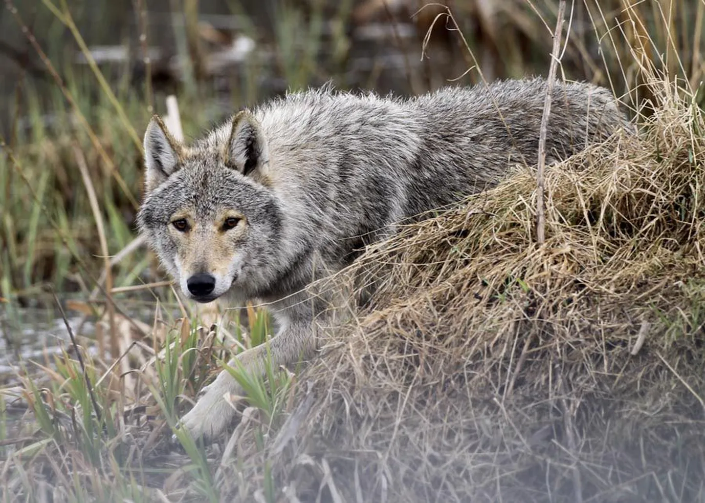 Hunt on väga tark ja kaval loom ning teda vabas looduses märgata või fotokaameraga jäädvustada on äärmiselt keeruline. See hunt on üles võetud tänavu kevadel Võrumaal Alaveski loomapargis.