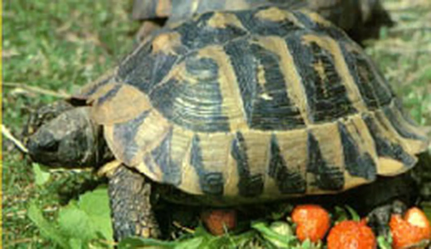 Raksta foto