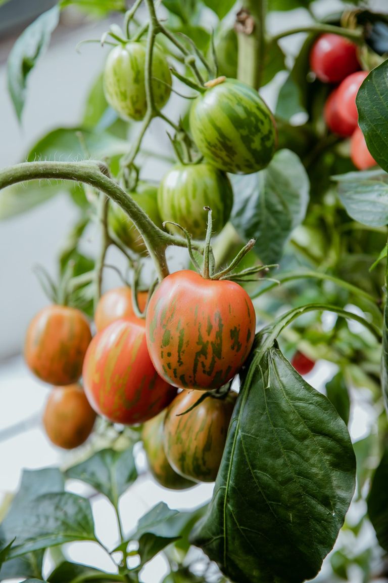 Põnevalt triibulise "Pašalnoje jaitso" seemned on tomatisõprade seas praegu väga otsitud.