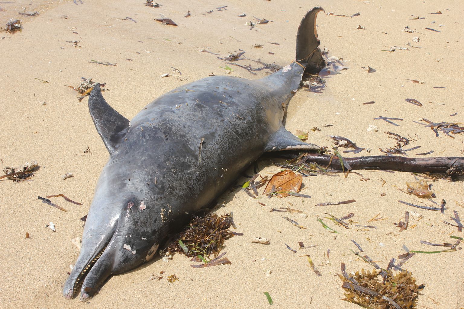 Мертвый дельфин.