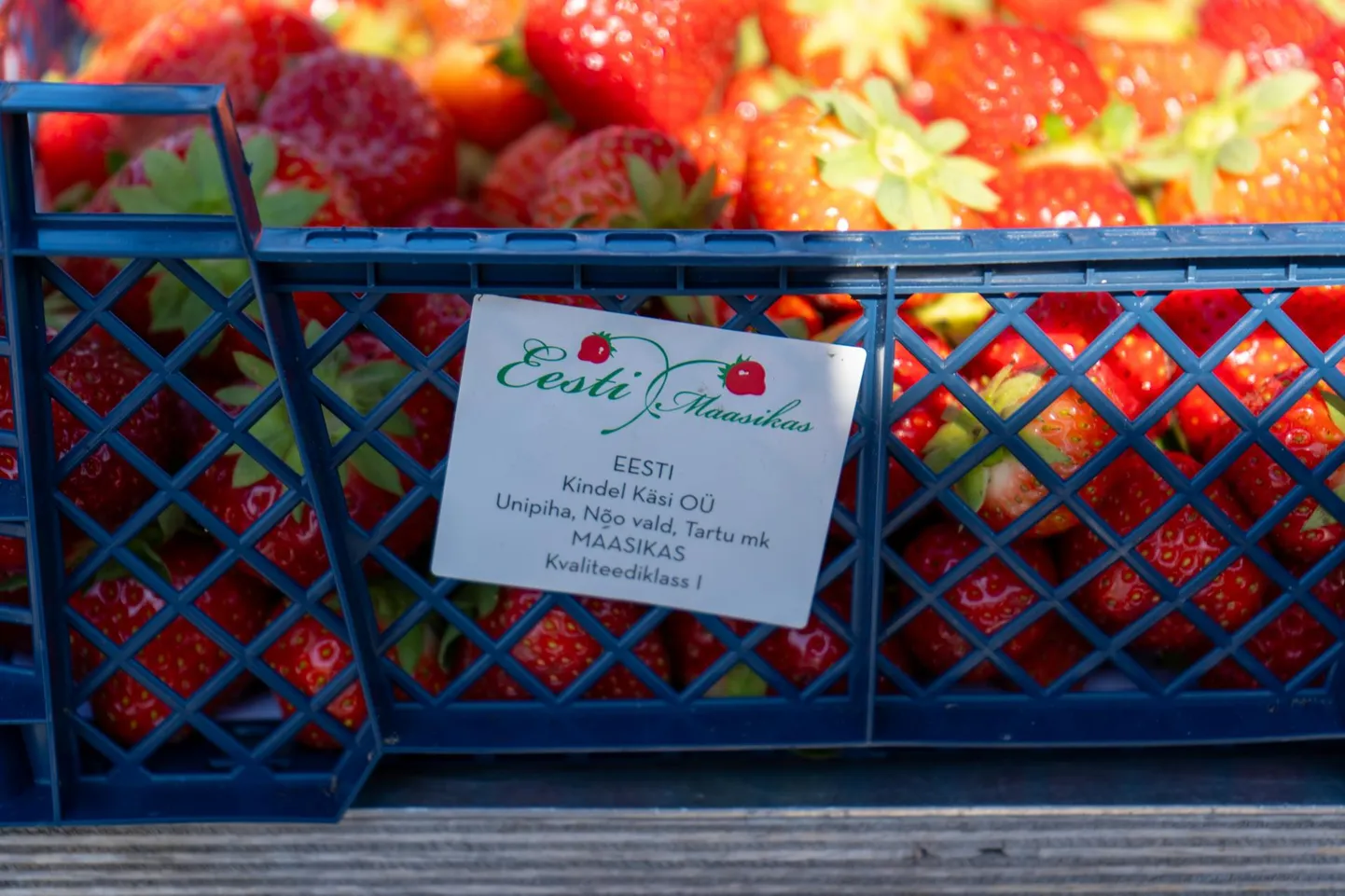 Osaühing Kindel Käsi müüb turul maasikaid üksnes ühe kindla edasimüüja vahendusel Tallinnas Nõmme turul ja Tartu turul. Viljandis nad maasikaid ametlikult ei müü, ometi on Viljandi turul nende ettevõtte siltidega kaupa müügil ka praegu.
