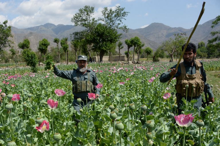 Afganistani julgeolekujõud hävitamas saaki moonipõllul.