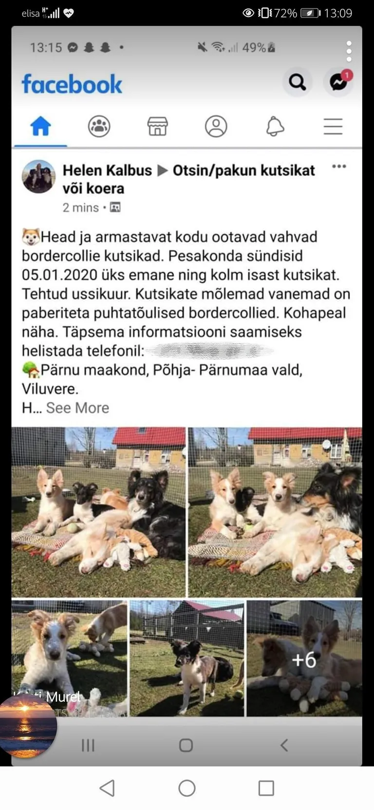 Inge Pullati kutsikate müügikuulutus Facebookis, kus müügiks pakutakse puhtatõulisi paberiteta loomi – ilma tõutunnistuseta loomad ei ole aga tõuloomad, vaid krantsid ehk tõulaadsed.