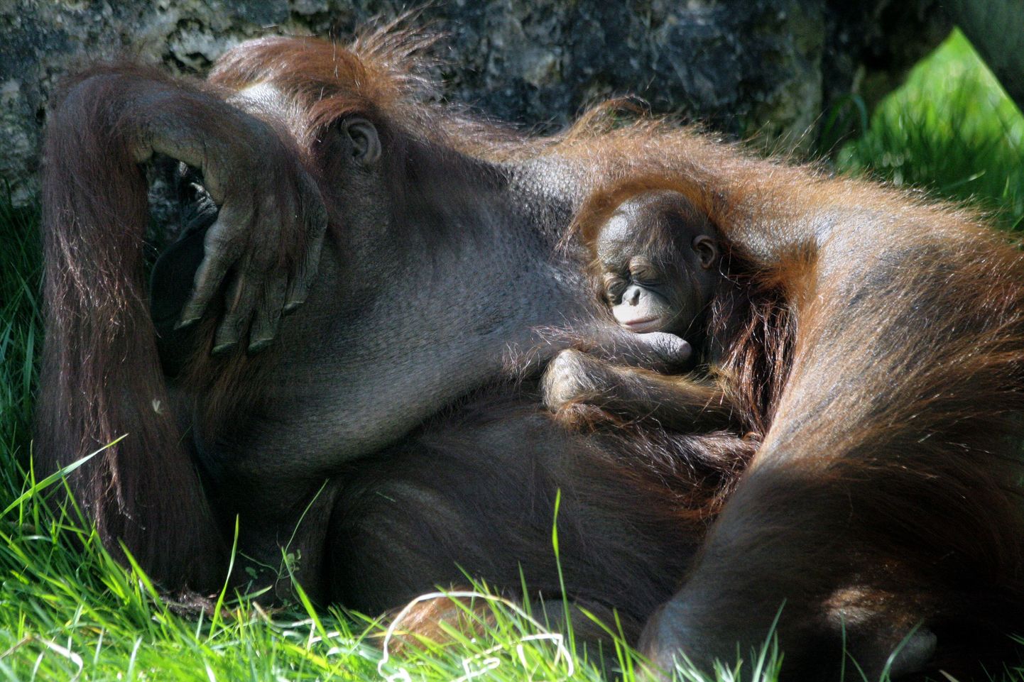 Orangutanid söövad surnud järglasi