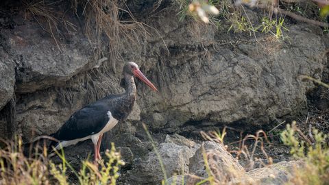 LOODUSFOTO ⟩ Must-toonekurg veedab talve Aafrikas