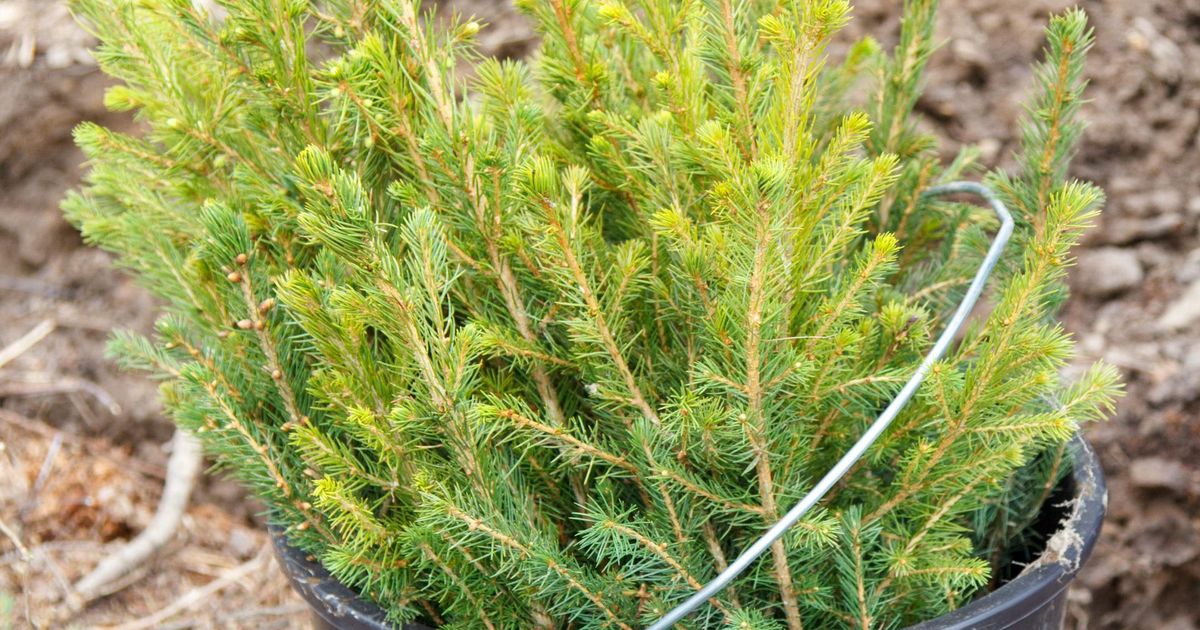 Ghid ⟩ Semințe Belarus