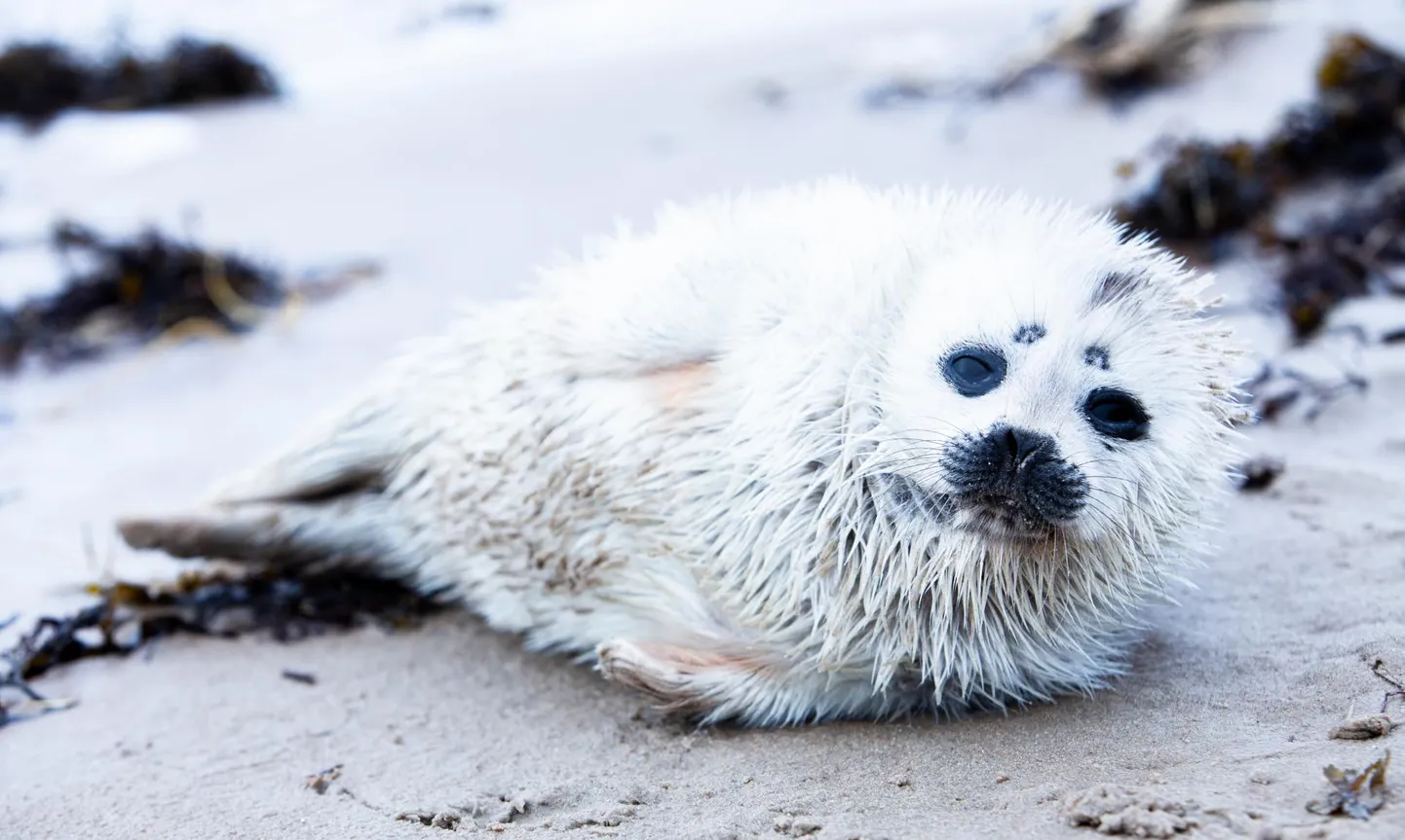 A baby ringed seal, found on Treiman Beach in Häädemeeste rural municipality.