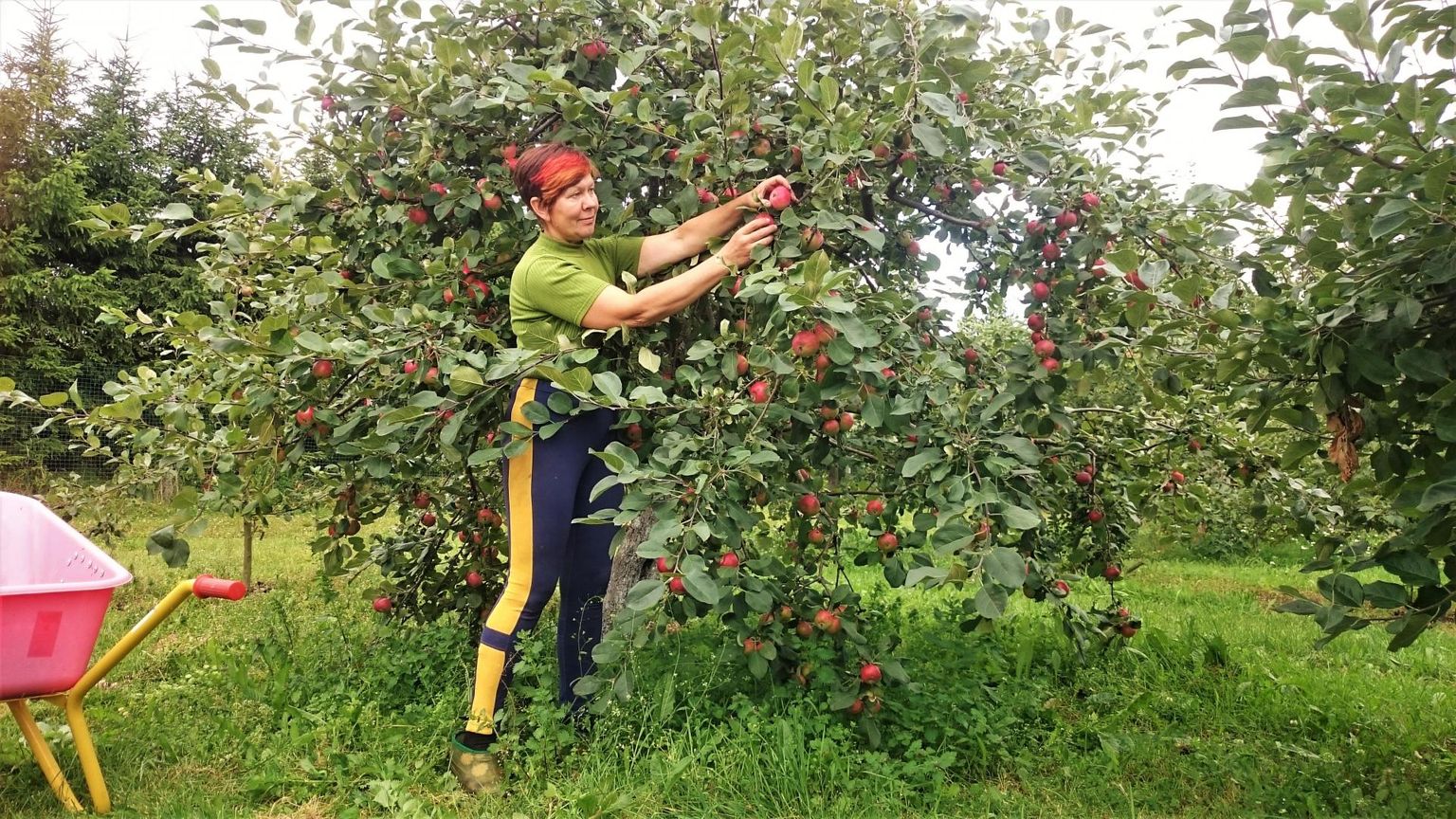 Rebase talu perenaine Piia Tiigemäe rõõmustab, et veidi on siiski õunu otsas sellistel suvesortidel nagu ‘Tallinna pirnõun’ ja ‘Maikki’, mida perenaine parasjagu korjamas ongi.