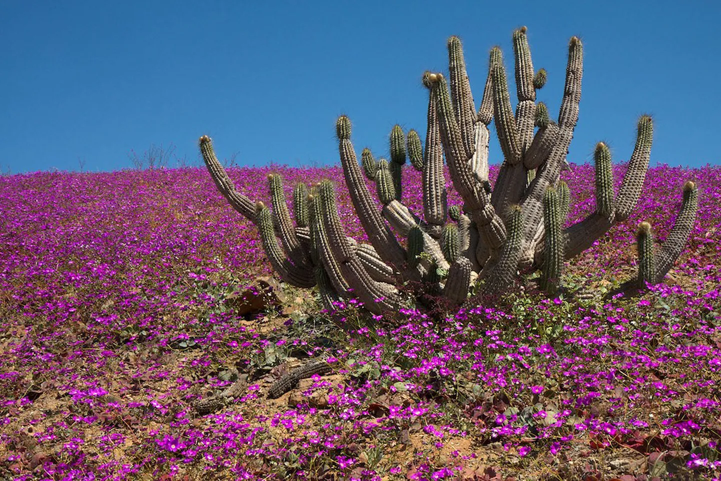 Atacama kõrb õitemeres