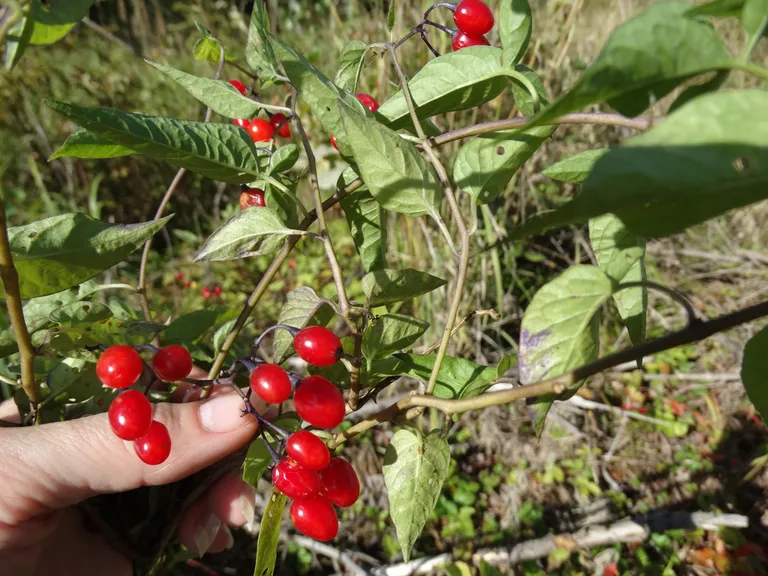 Maavitsad (solanum) on üheaastased rohttaimed või puitunud varrega ronitaimed. Eestis leidub harilikku maavitsa (pildil) ja musta maavitsa. Mustal maavitsal on sentimeetrise läbimõõduga õis. Juunist septembrini õitseval harilikul maavitsal on kartuliõietaoline lillakas õis. Õied on mitmekaupa õisikutest. Mustal maavitsal on kerajas mari, harilikul maavitsal erkpunane munakujuline mari. Toored marjad on rohelised ning mõlemas sisaldub rohkelt seemneid. Mõlema taime lehed on munakujulised. Harilikul maavitsal on need piklikumad, allpool kahe sisselõikega, ülemised varrele kinnituvad lehed odakujulised.