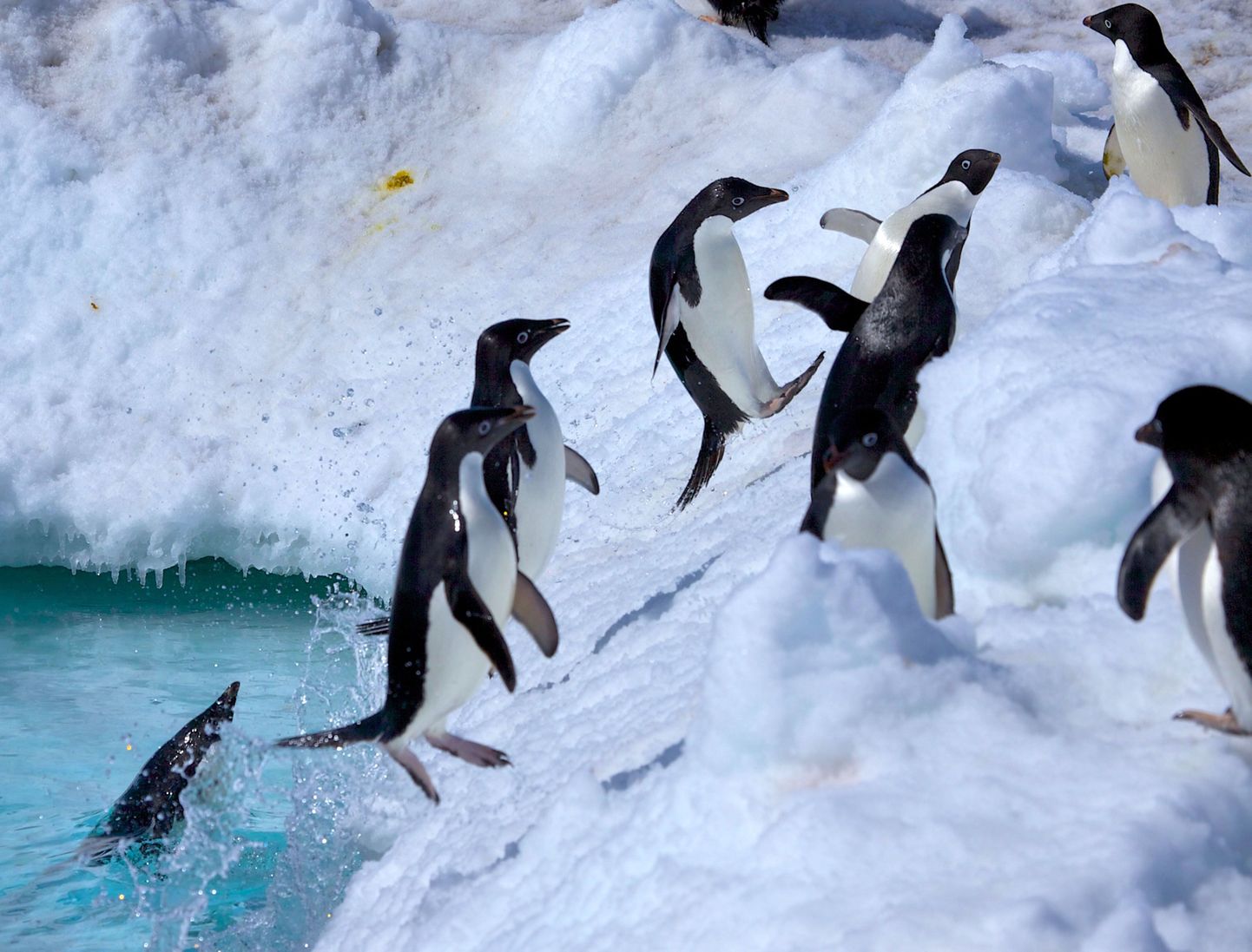 Pingviinid on erakordselt efektiivsed küttijad.