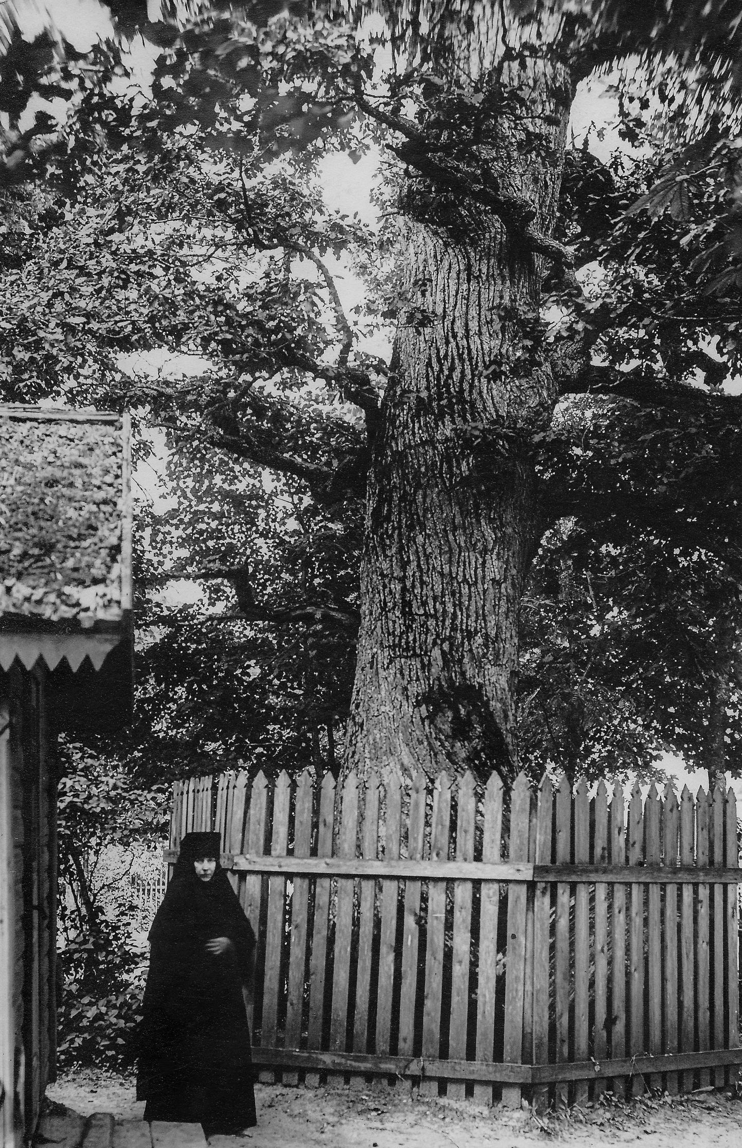 Дуб в Куремяэском монастыре, 1930-е годы.