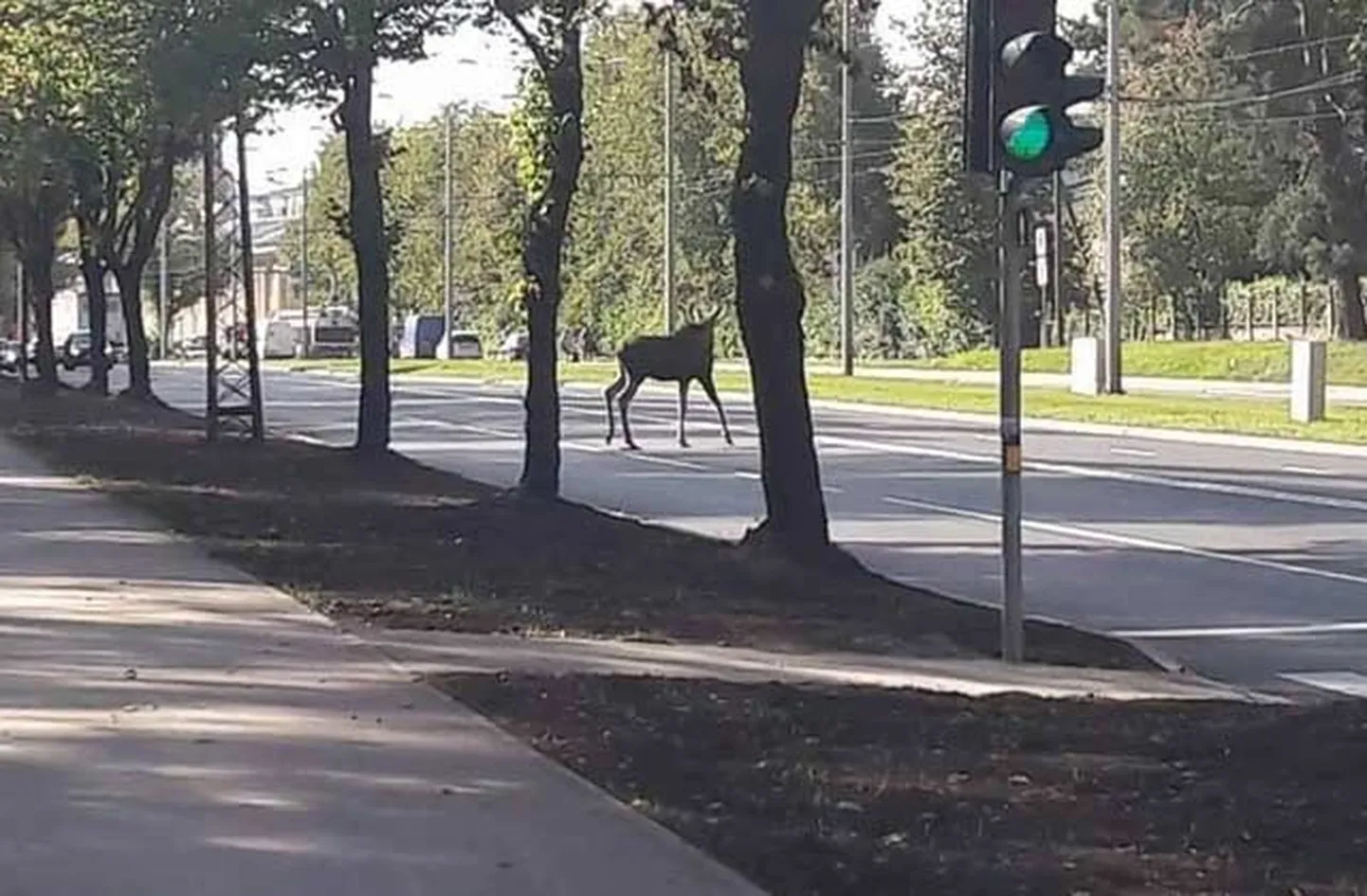 Raksta foto
