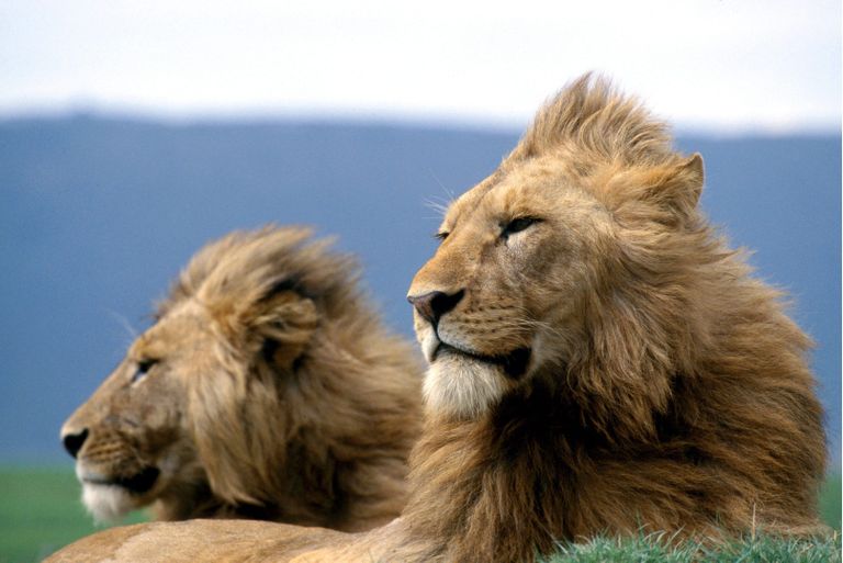 Isased lõvid