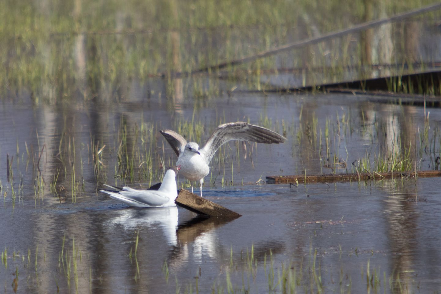 Озерные чайки возле Выртсъярва на реке Тянассильма в Вильяндимаа.