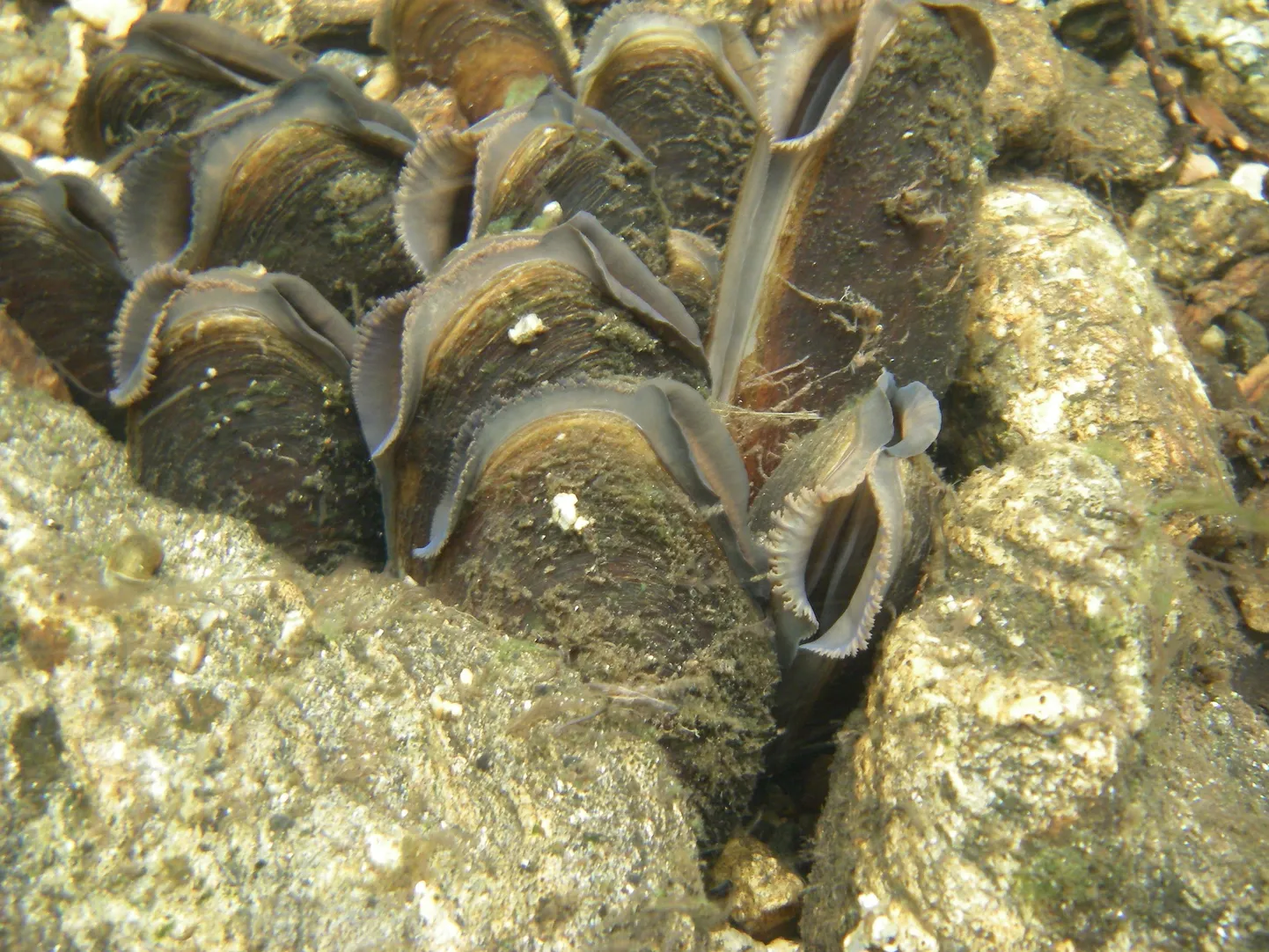 Ebapärlikarbid.