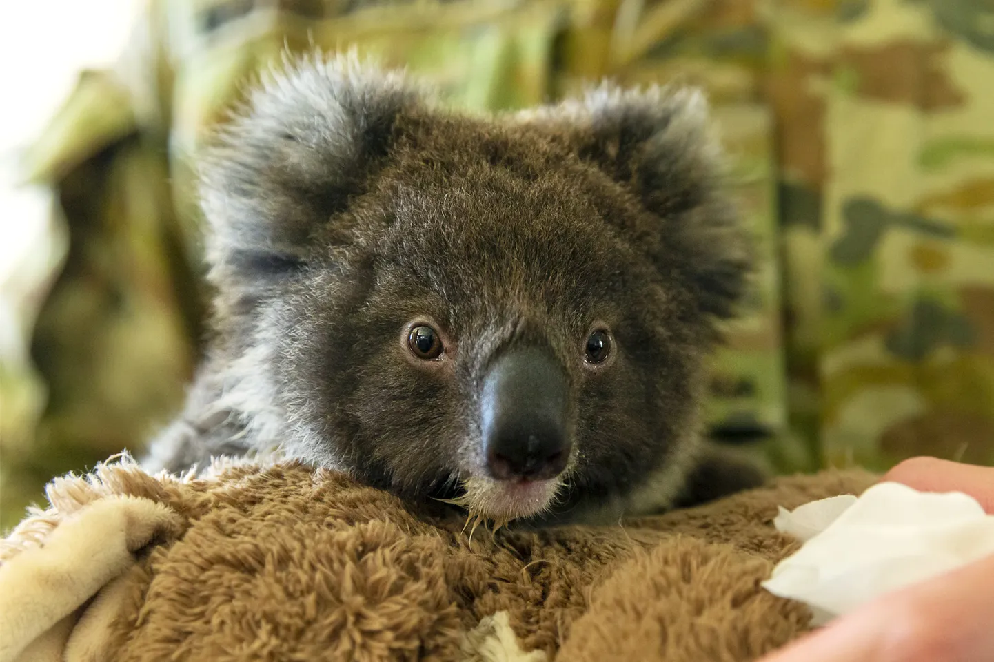 Orvuks jäänud koaala Austraalias