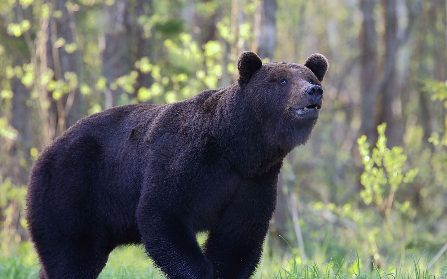 фотография рычащего медведя в Алутагузеских лесах.