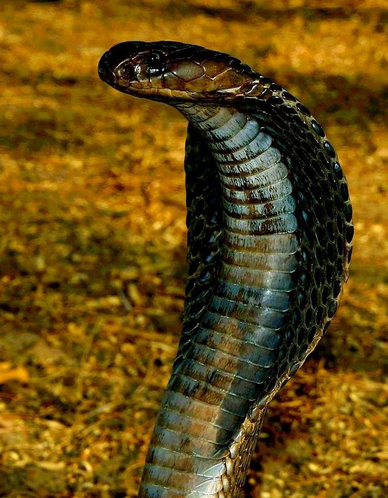 India kobra