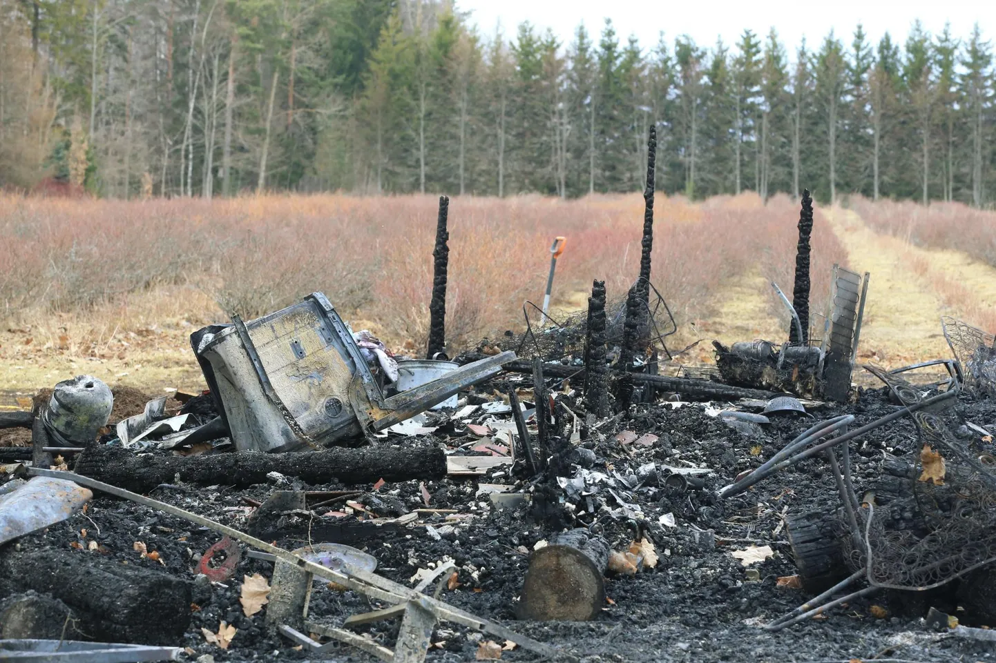 Marjamaa talus hävis tules marjade kaalumise ja ladustamise hoone ning töölistele mõeldud söögimaja. Leeke kandus ka marjapõllule.