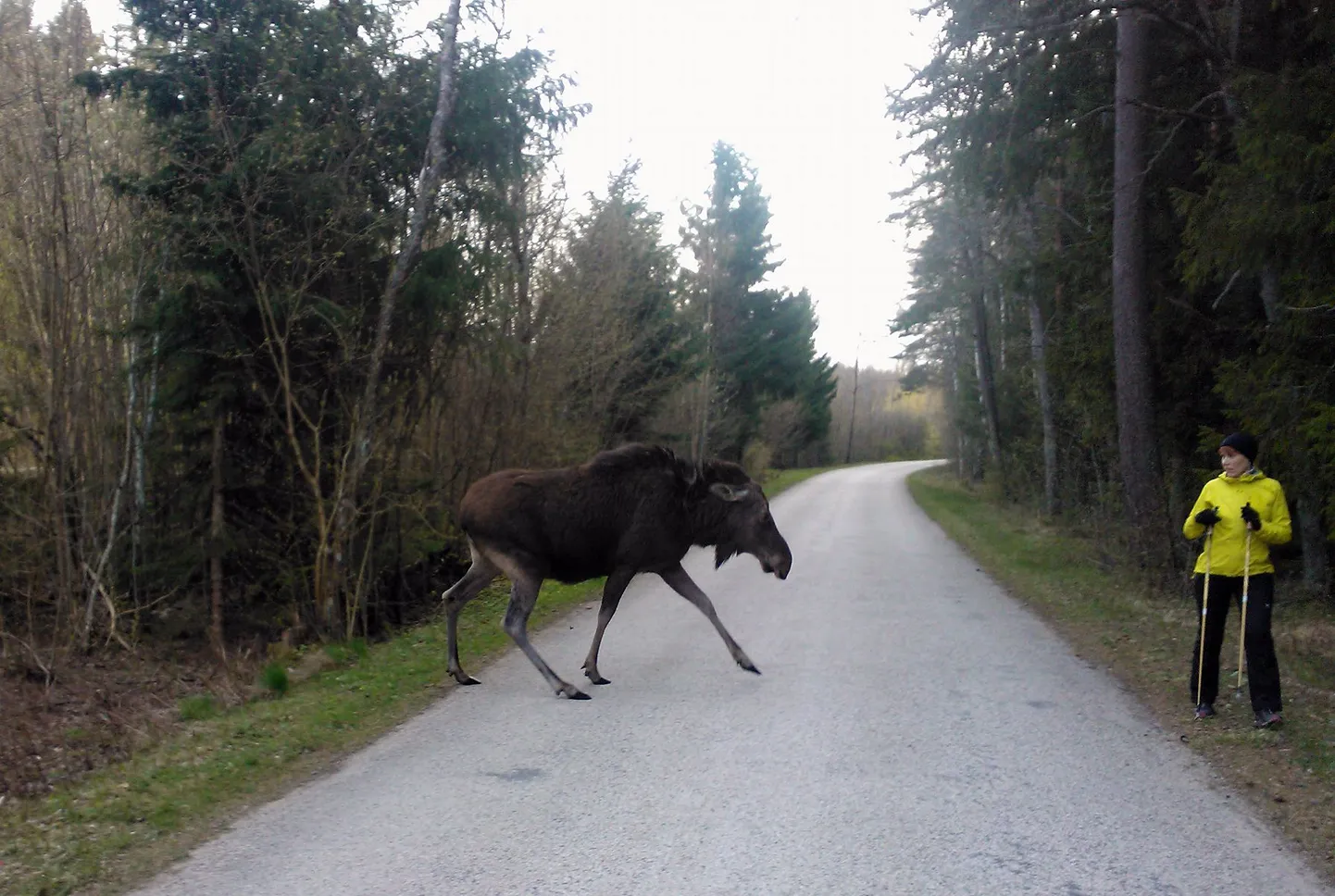 Põder Haapsalus