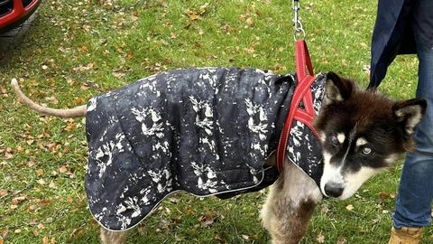 Слепая собака с трагической судьбой надеется на рождественское чудо