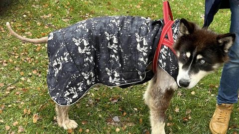Слепая собака с трагической судьбой надеется на рождественское чудо