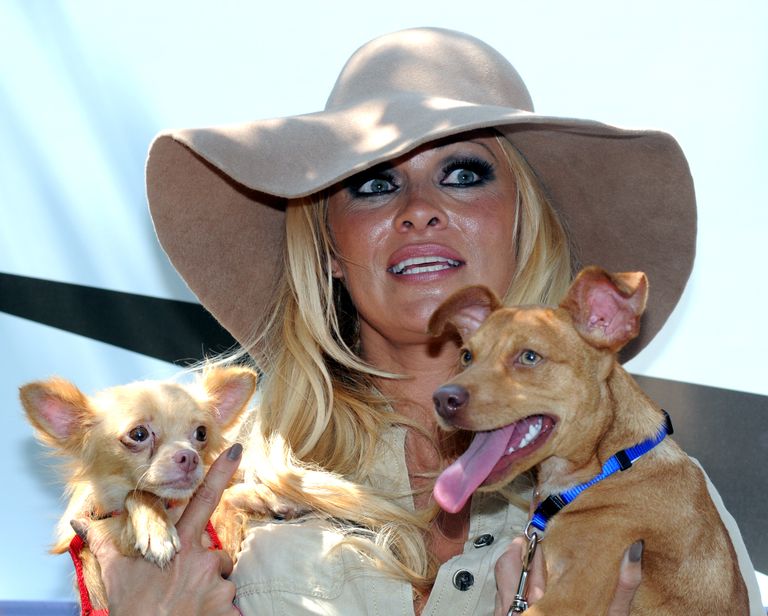 Pamela Anderson 2010 New Orleans'is koertega