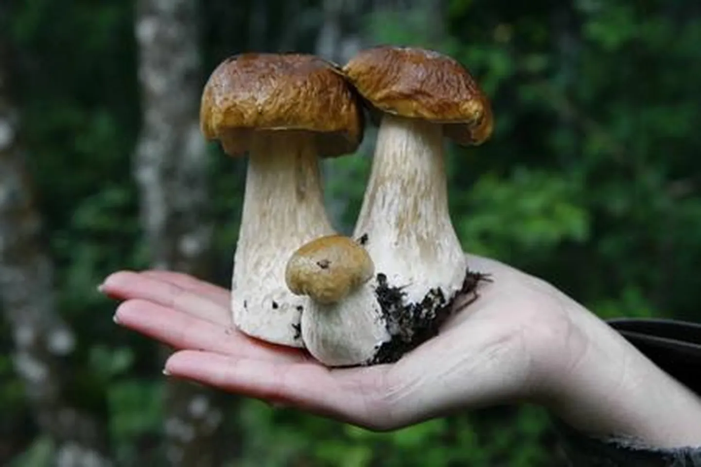 Грибы.