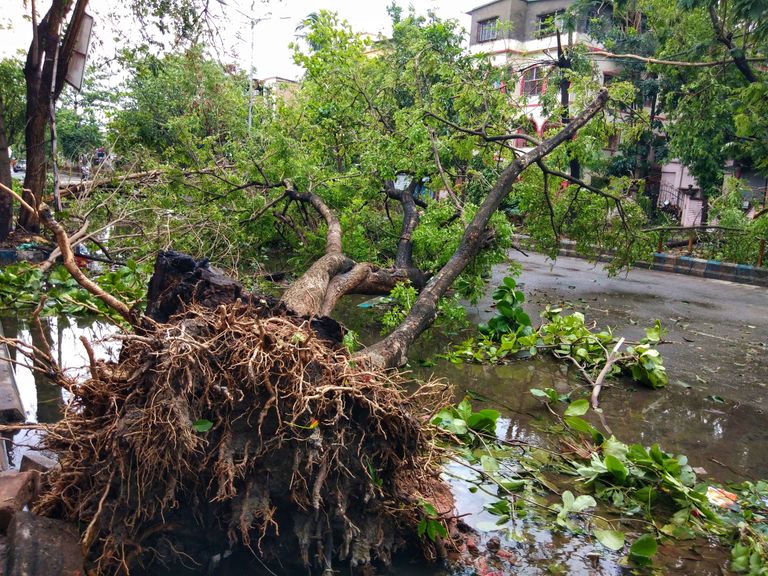 Juurtega üles rebitud puu Indias Lääne-Bengalis Kolkatas.