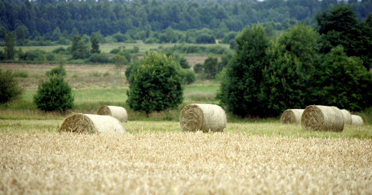 Purunenud kõrgepingeliin süütas heinamaa