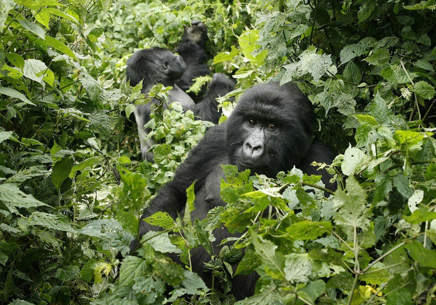 Kaks mägigorillat Kongo DV idapiiri lähistel Virunga rahvuspargis. Riigi valitsus pani äsja oksjonile võimaluse puurida naftat ka väljasuremisohus inimahvide kaitsealal.