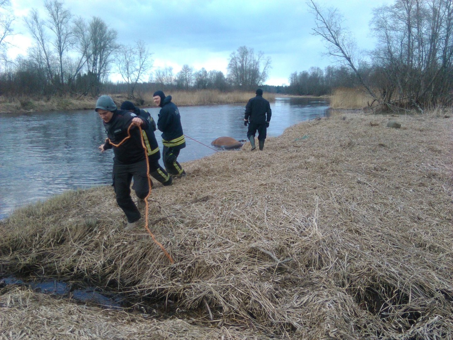 Märja haua leidnud Eesti raskeveohobune Kamelia ulpis Pärnu jões umbes poolteist nädalat, enne kui Vändra vallavalitsuse töötajad kohalike päästjate abiga umbes 600kilose looma veest välja tõmbasid.