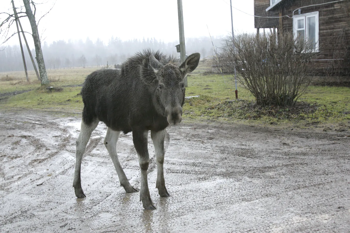 Metsloomad satuvad aina sagedamini küla vahele.