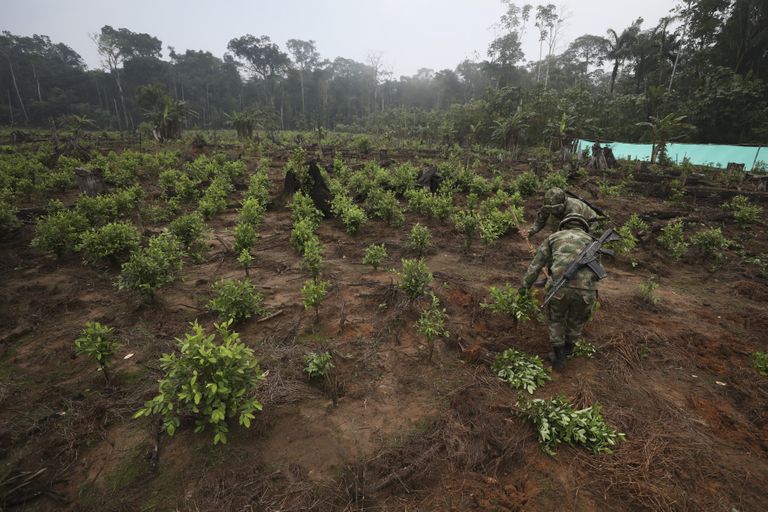 Colombia sõjaväelased hävitamas kokapõõsaid San Jose del Guaviares.