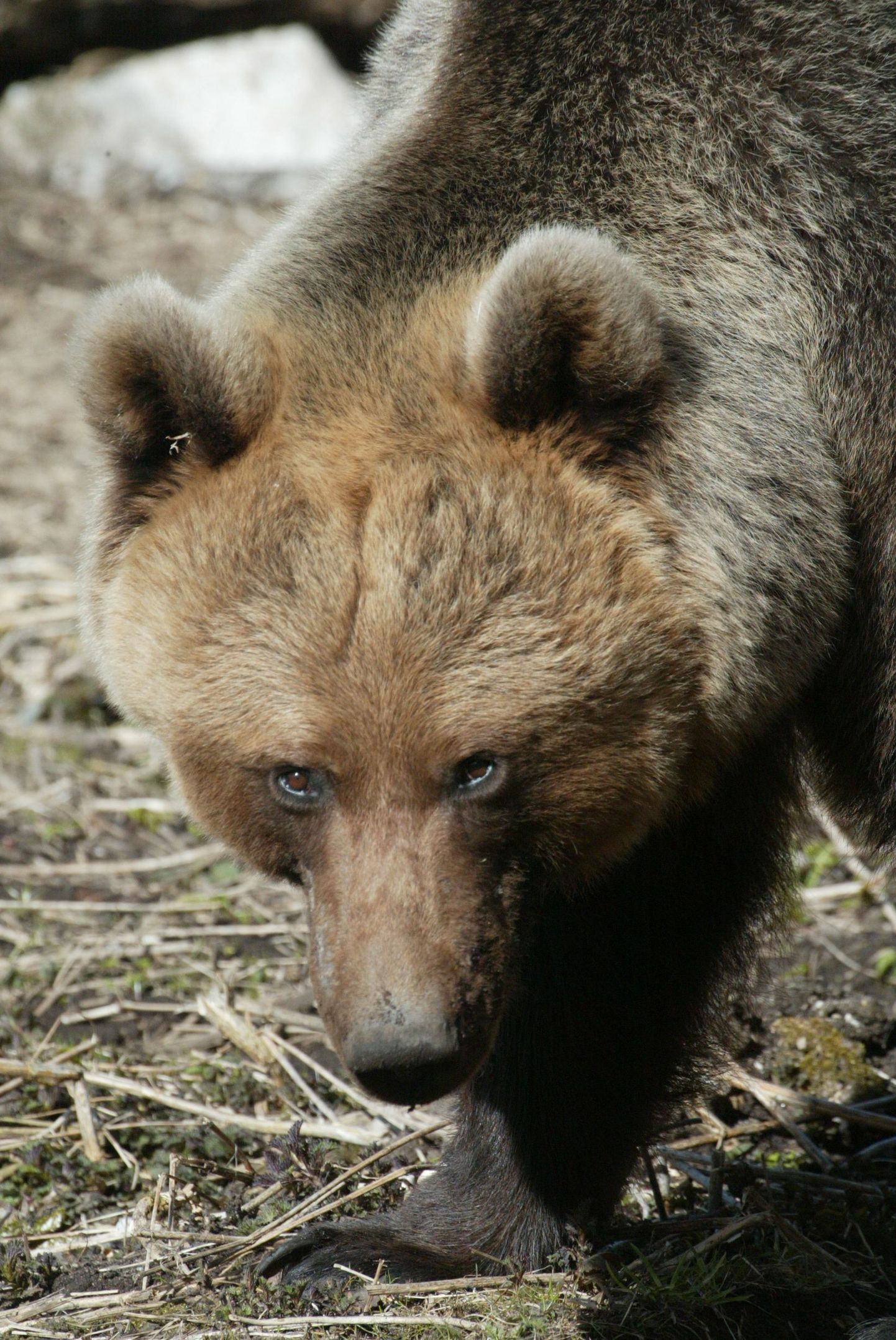 Pildil olev karu elab Elistvere loomapargis.