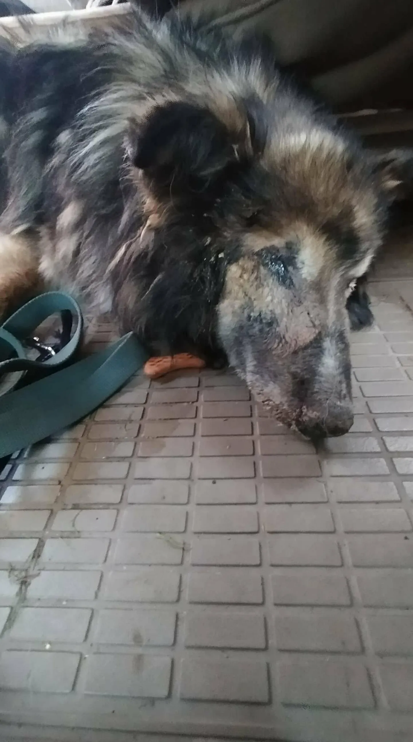 Ко времени находки из носа и глаз пса текла тухлая жидкость, а при прикосновении к задней части тела он кричал от боли. Животное весило всего 17 кг.
