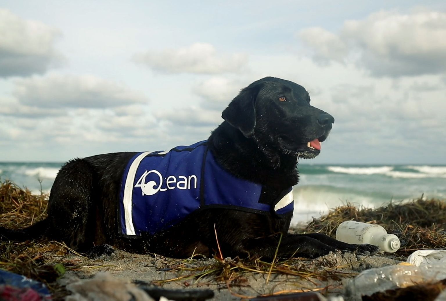 Labrador Lila tööks on ookeanist plastprügi püüda.