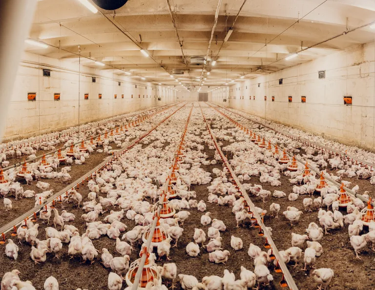 HK Scan Kumna broilerifarm.