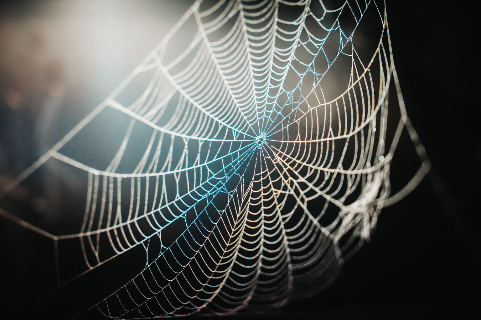 Zirnekļa tīkls