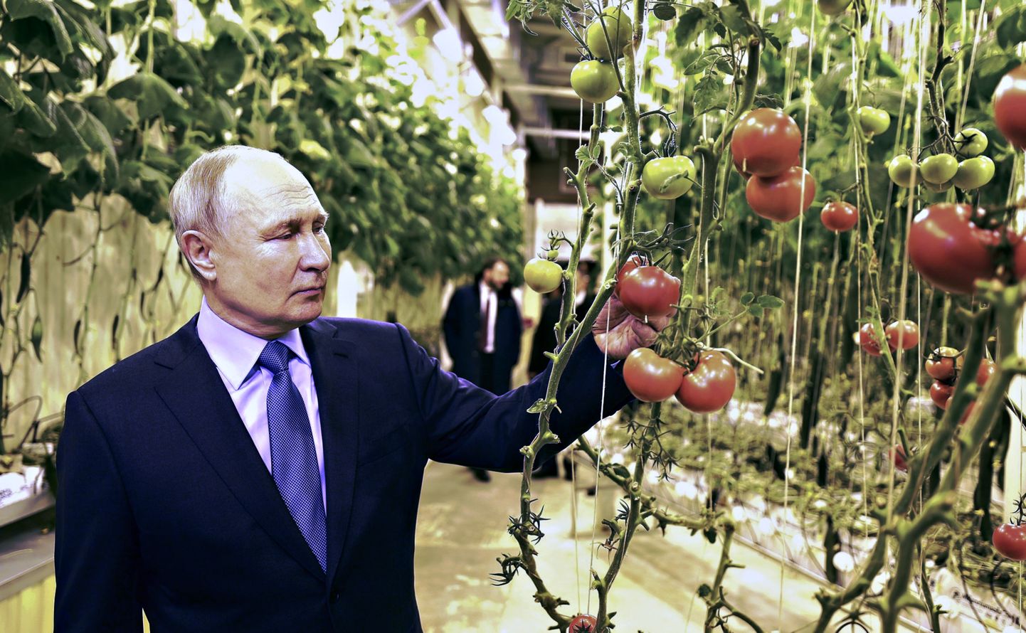 Venemaa president külastas 10. jaanuaril 2024 Vene Kaug-Ida Tšukotkat. Pildil on ta Anadõris asuvas perefarmis, kus kasvatatakse kasvuhoonetes köögivilju. Putin katsus tomateid.