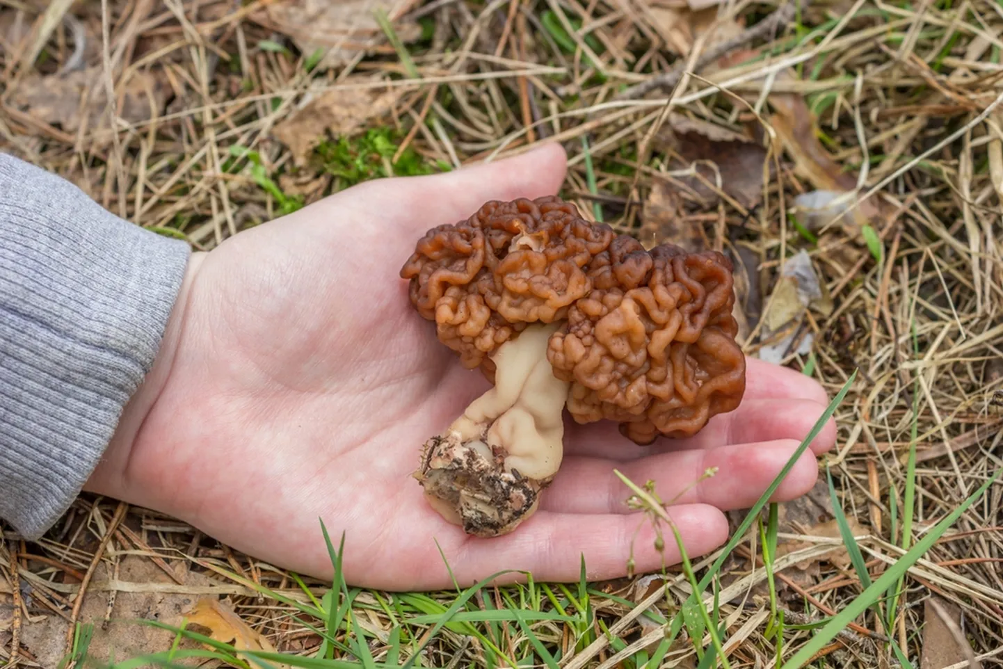 Kevadkogrits ehk Gyromitra esculenta.