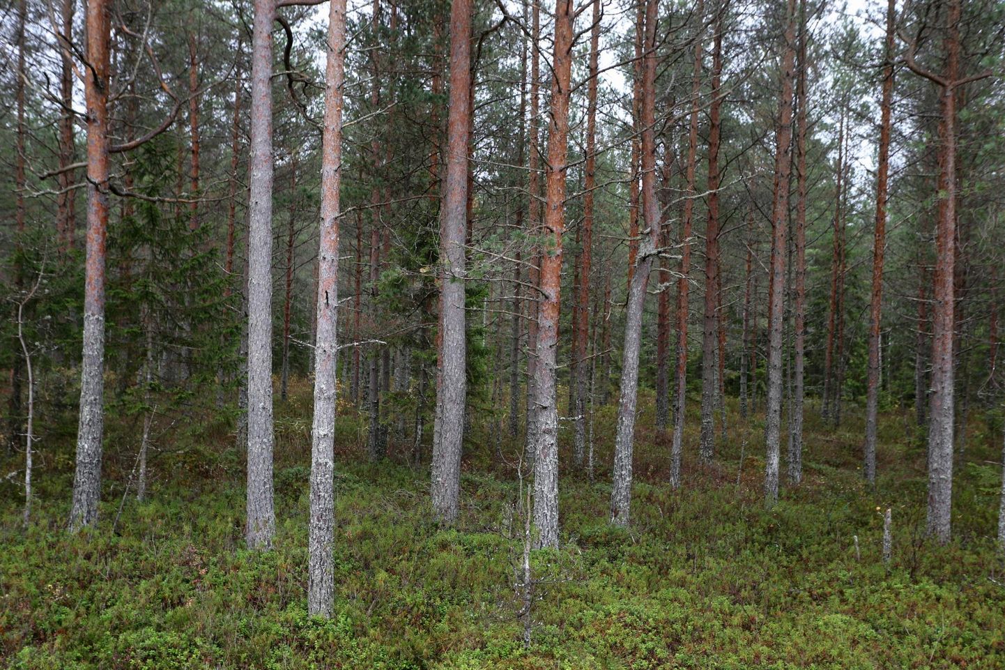 Euroopa on üks vähestest piirkondadest, kus metsasus kasvab.