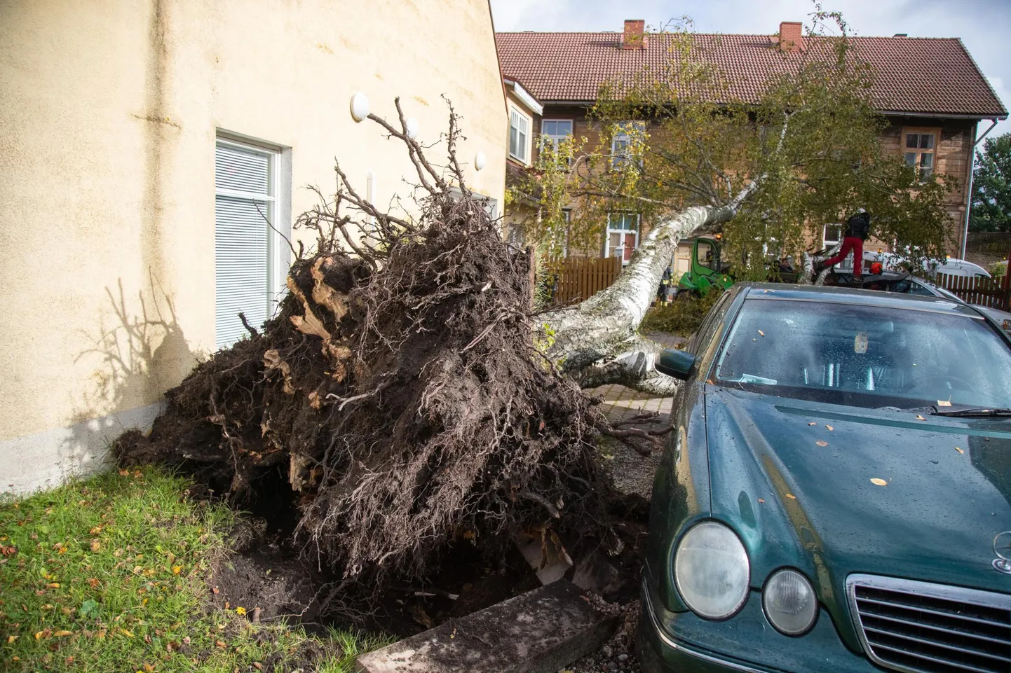 Murdunud puud teevad kõikjal pahandust, see puu langes Viljandis täna keskpäeval autole.
