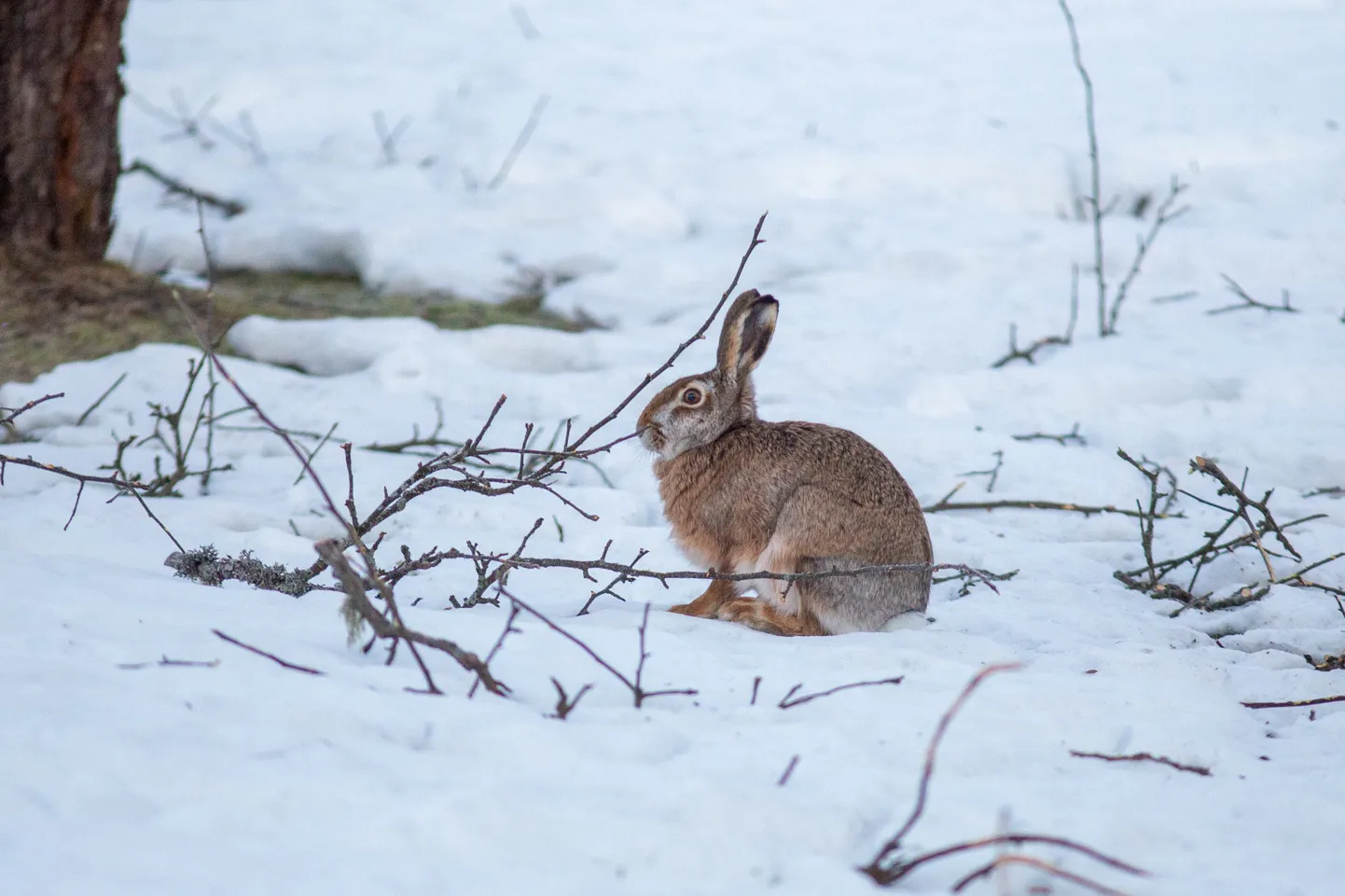 Jänesed pole veel valget karva selga saanud.